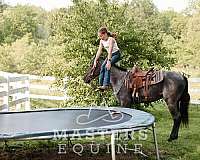 blue-roan-curly-horse