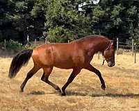 dressageiberians-andalusian-horse