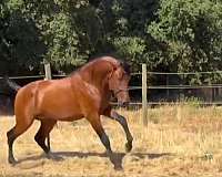 dressageiberians-horse