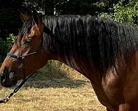 inscribed-stallion
