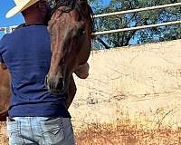 thoroughbred-horse-for-sale