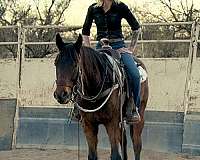 thoroughbred-gelding