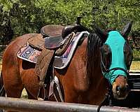 thoroughbred-horse