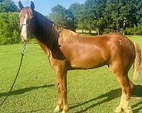 affordable-quarter-horse