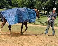 age-quarter-horse