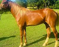 coggins-quarter-horse