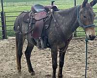 dapple-mule-gelding