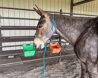 dappled-horse