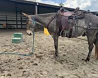 red-dun-dappled-horse