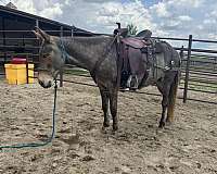 mule