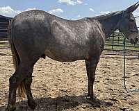 jack-mule