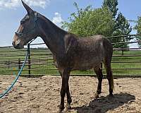 gaited-mule