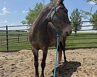 sound-mule