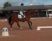bright-hanoverian-horse