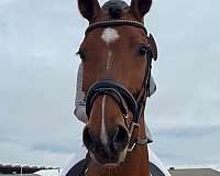 record-hanoverian-horse