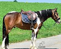 fresian-friesian-horse