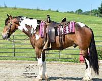 ohio-friesian-horse