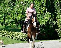 english-friesian-horse
