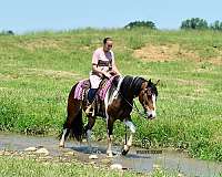 western-friesian-horse
