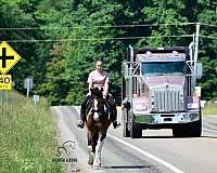 driving-friesian-horse