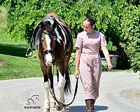 carriage-friesian-horse