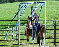 all-around-friesian-horse