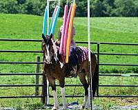 dressage-friesian-horse