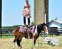 drill-team-friesian-horse
