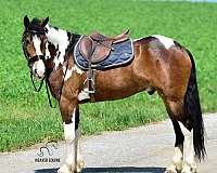 english-pleasure-friesian-horse