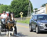 kid-safe-friesian-horse
