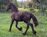 friend-colt