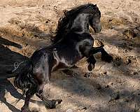 natural-horsemanship-colt