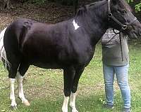 spotted-saddle-gelding