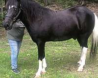 spotted-saddle-horse-for-sale