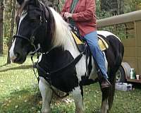 spotted-saddle-horse