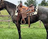 pleasure-trail-quarter-horse