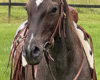 cutting-quarter-horse