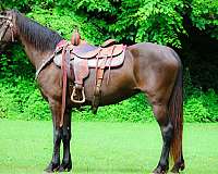 all-around-missouri-fox-trotter-horse