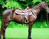 athletic-missouri-fox-trotter-horse