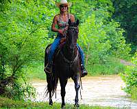 drill-team-missouri-fox-trotter-horse