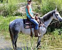 athletic-quarter-horse