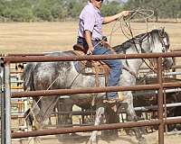 barrel-quarter-horse