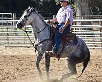 barrel-racing-quarter-horse