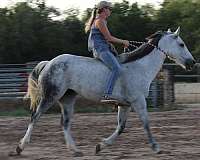 breeding-quarter-horse
