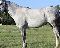 dappled-quarter-horse