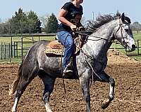 experienced-quarter-horse