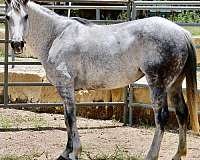 foundation-quarter-horse