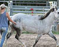flashy-quarter-horse