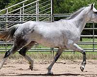 heading-quarter-horse