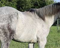 heel-quarter-horse